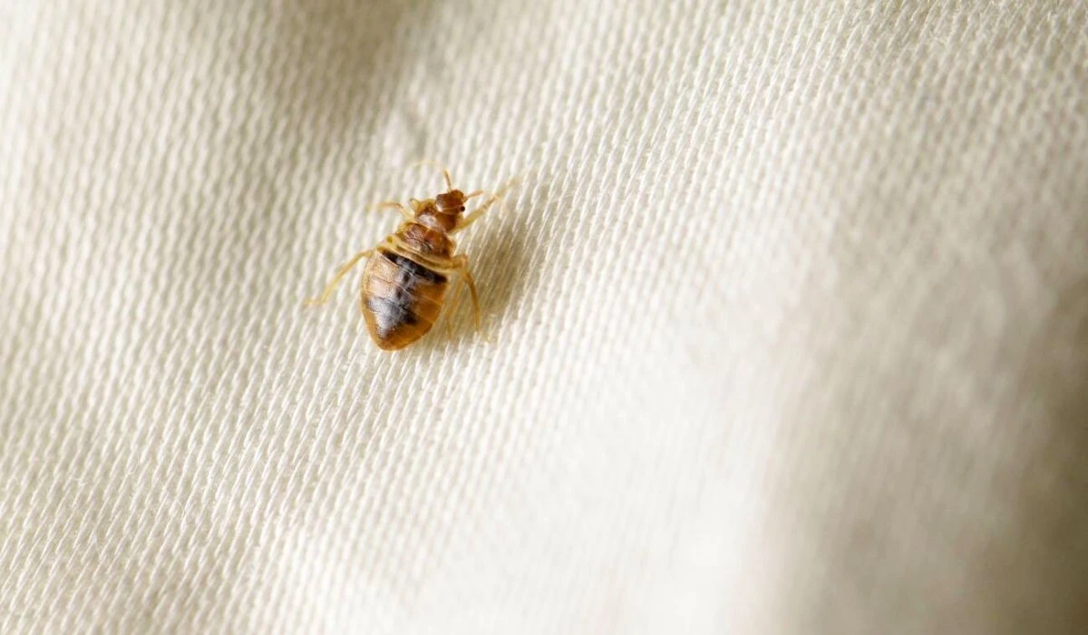 Bedbugs On Kids