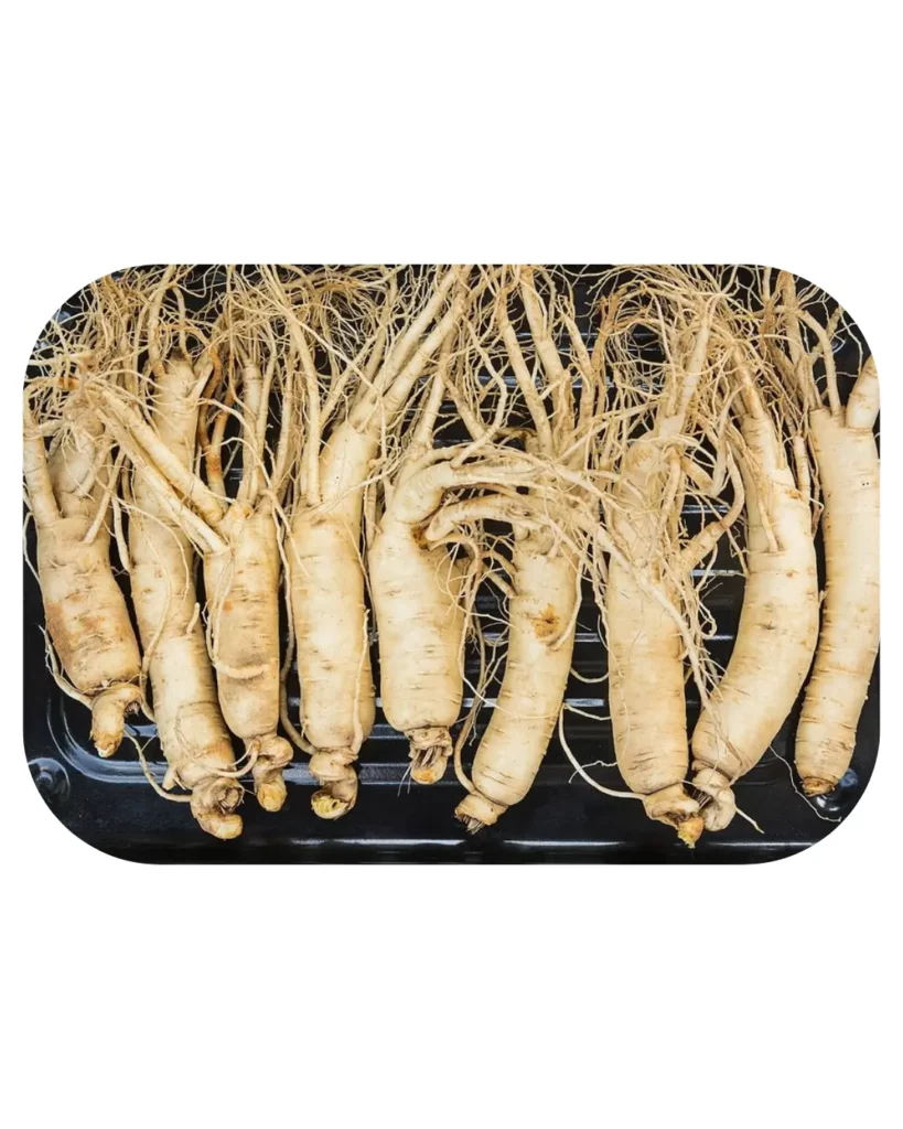 Ginseng