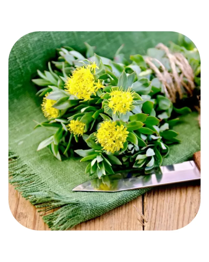 Rhodiola  Rosea Root