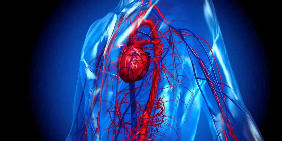 The Importance Of Healthy Blood Circulation