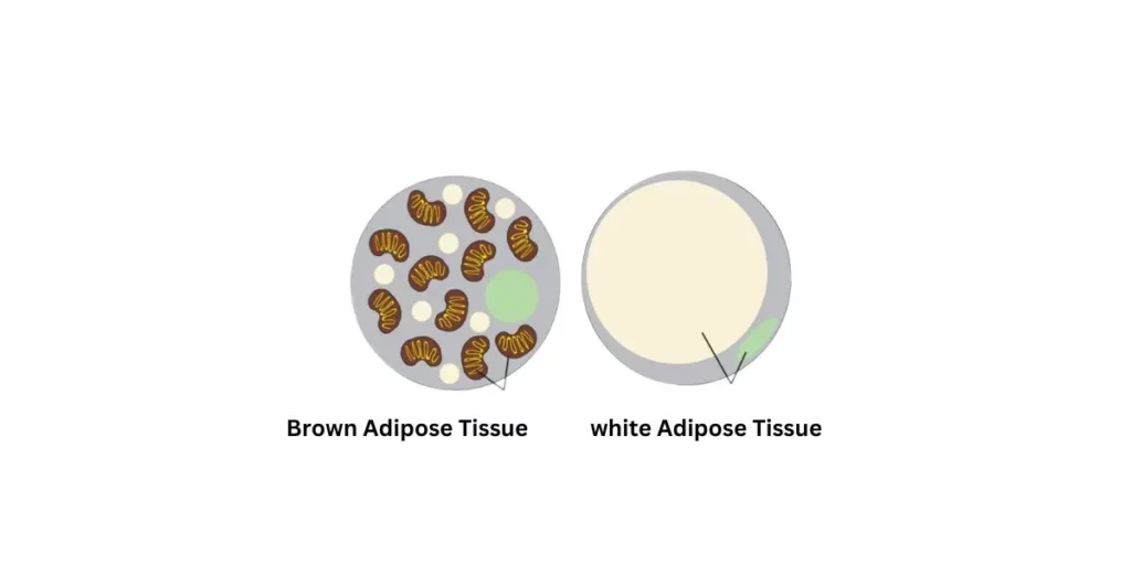 brown Adipose Tissue better than white