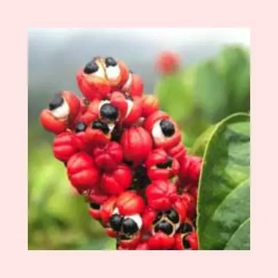 Guarana