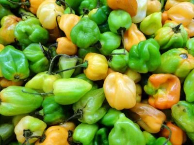 HypoBurn+ Ingredient Capsicum