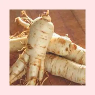 Panax Ginseng