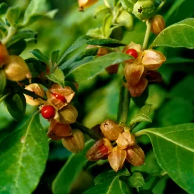 Withania Somnifera 