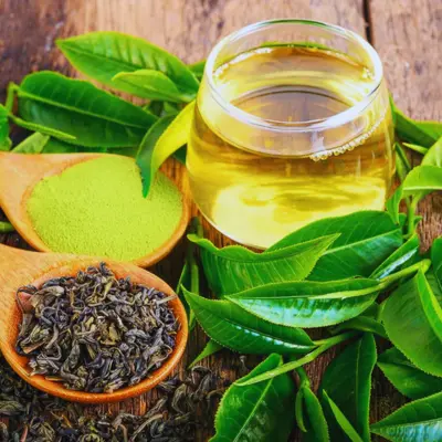 Green Tea Extract 