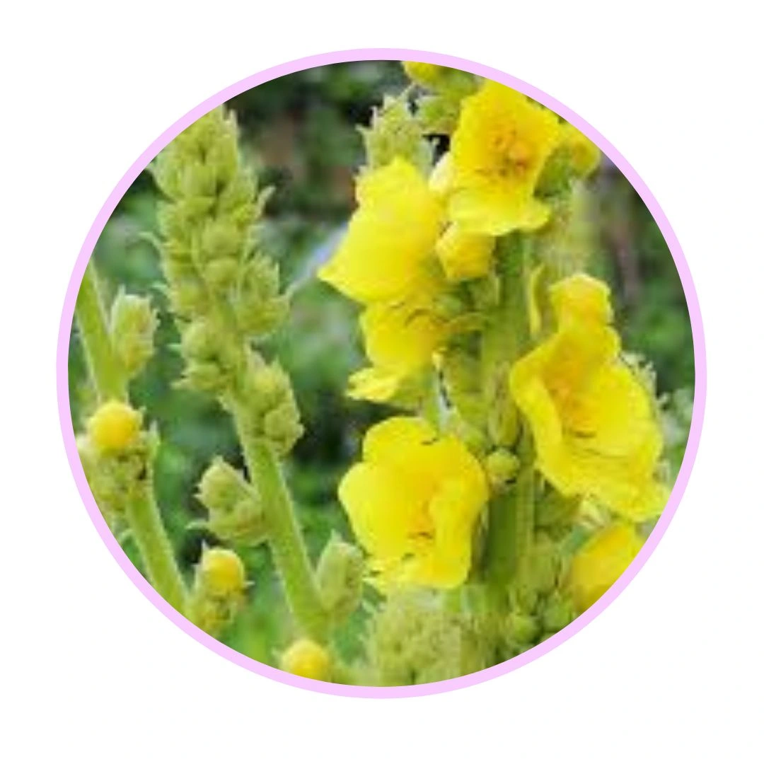 Lung Clear Pro Ingredient Mullein