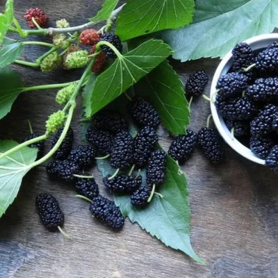 Mulberry extract Ingredient
