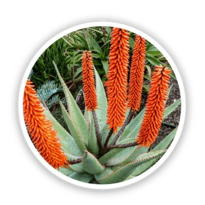 NanoDefense Pro Ingredient Cape Aloe